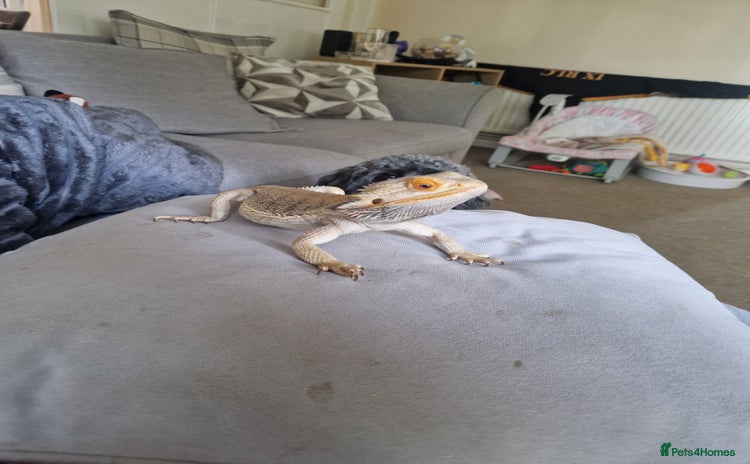 Bearded Dragon reptiles - Advert 9