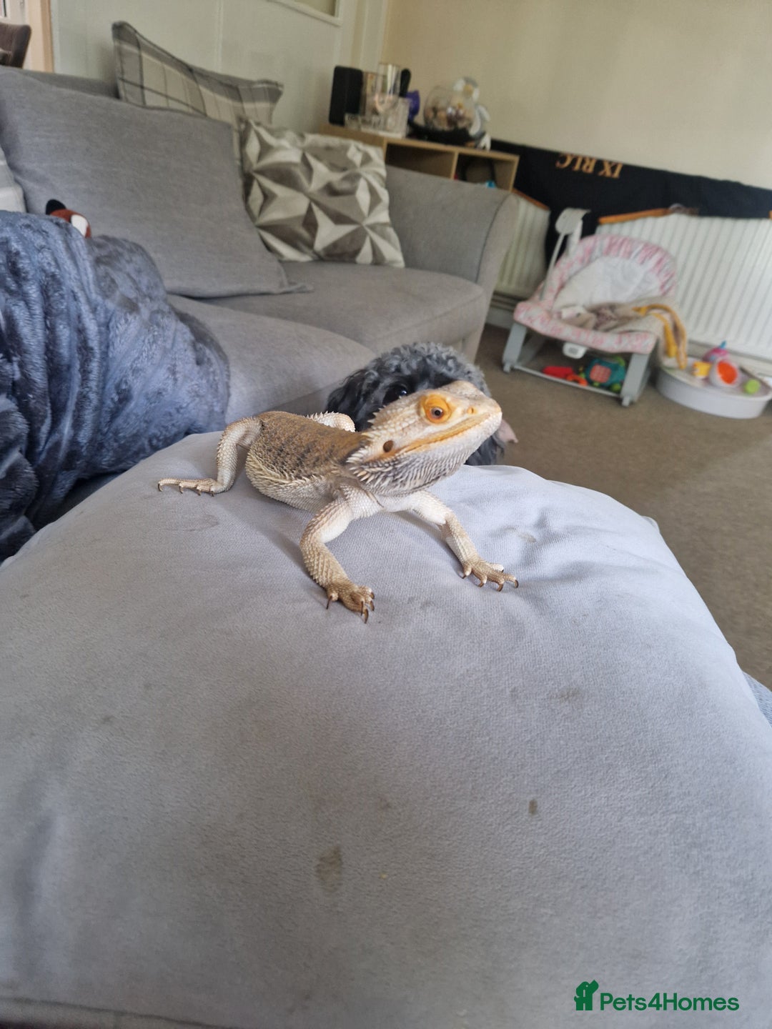 Bearded Dragon reptiles for sale: Bearded Dragon for sale - Image 1