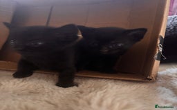 Mixed Breed cats for sale: Kittens Available for Adoption - Ready in Sept - Image 2