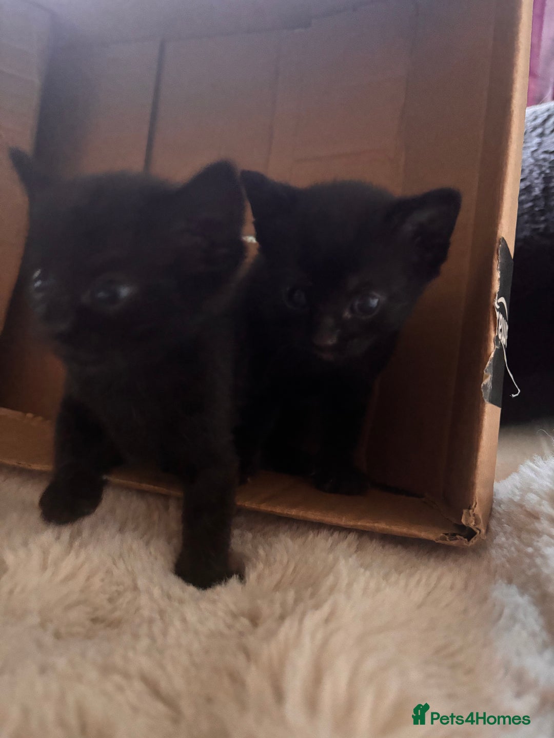 Mixed Breed cats for sale: Kittens Available for Adoption - Ready in Sept - Image 2