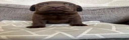 Labrador Retriever dogs for sale: Chunky chocolate Labrador puppies  - Advert 7