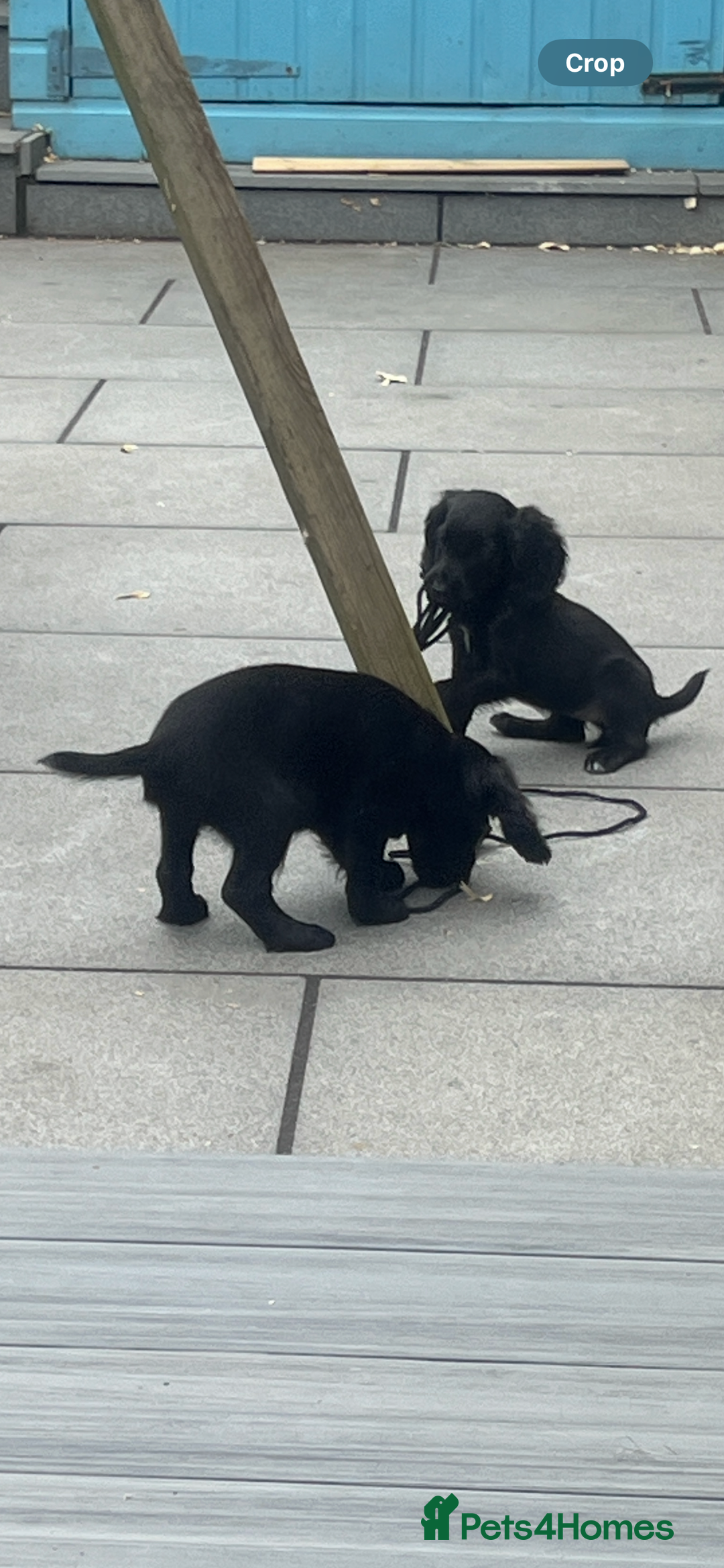 Cocker Spaniel dogs for sale: KC Working Cocker Spaniels available now - Image 13