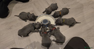 Staffordshire Bull Terrier dogs - Advert 2