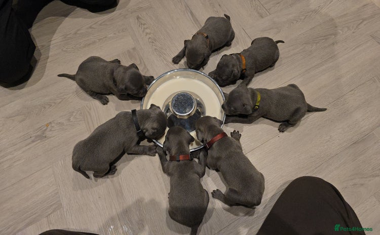 Staffordshire Bull Terrier dogs - Advert 2