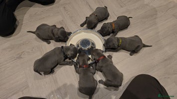 Staffordshire Bull Terrier dogs - Advert 2