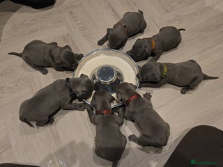 Staffordshire Bull Terrier dogs - Advert 1