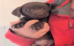 Labrador Retriever dogs for sale: Working Line Chocolate Labrador puppies  - Image 4