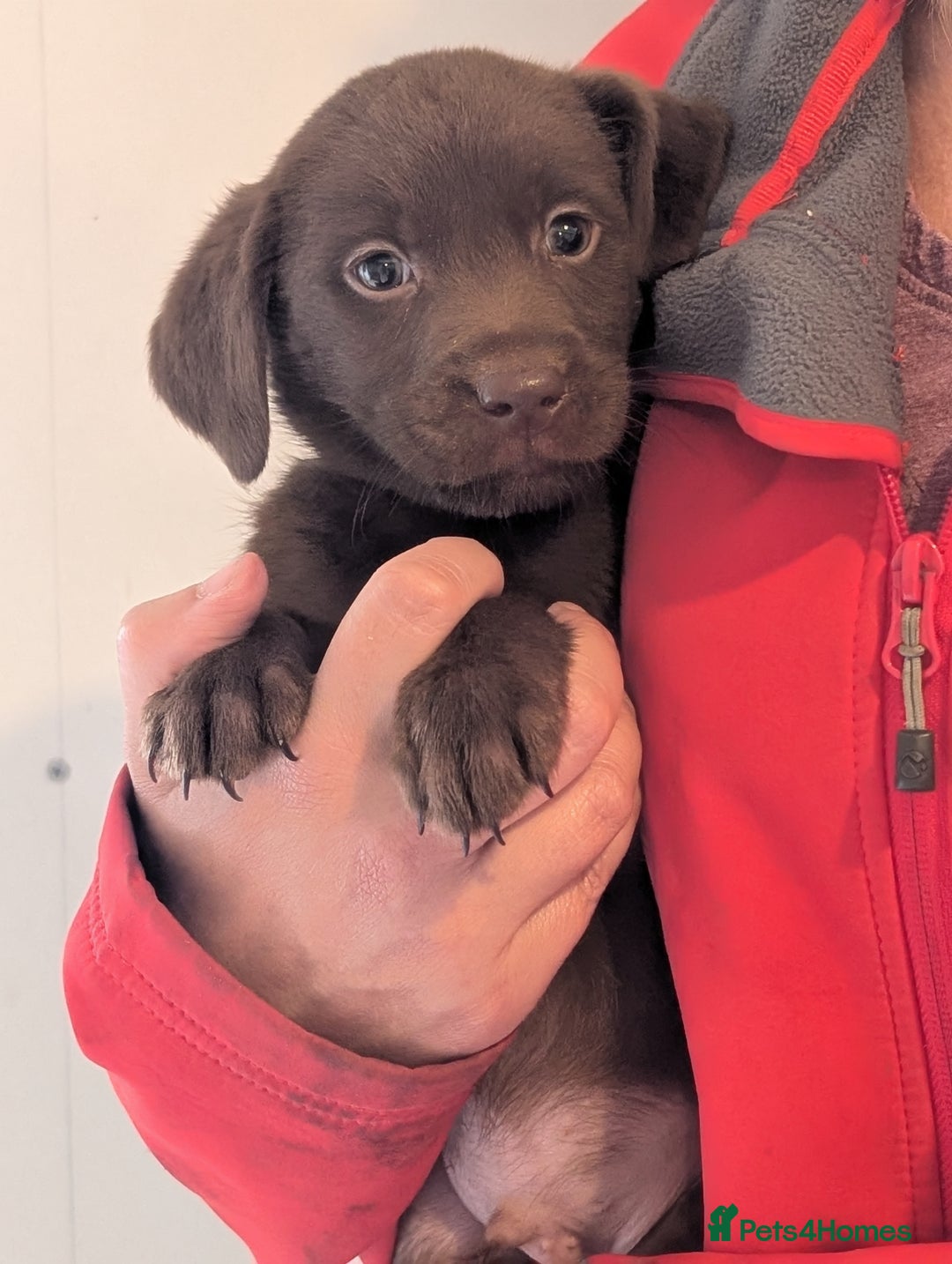 Labrador Retriever dogs for sale: Working Line Chocolate Labrador puppies  - Image 4