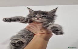Maine Coon cats for sale: Purebred King Size Maine Coon kittens  - Image 1