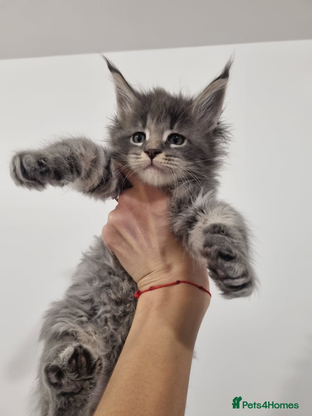 Maine Coon cats for sale: Purebred King Size Maine Coon kittens  - Image 1