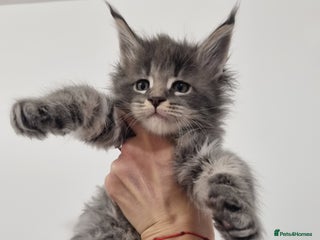 Maine Coon cats Purebred King Size Maine Coon kittens - Advert 18