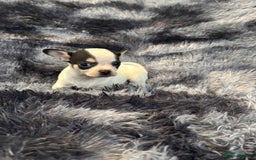 Chihuahua dogs for sale: Chihuahua puppy’s  - Image 33