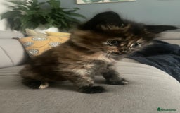 Mixed Breed cats for sale: 🐱 Gorgeous Kittens Looking for a Loving Homes 🏡 - Image 10