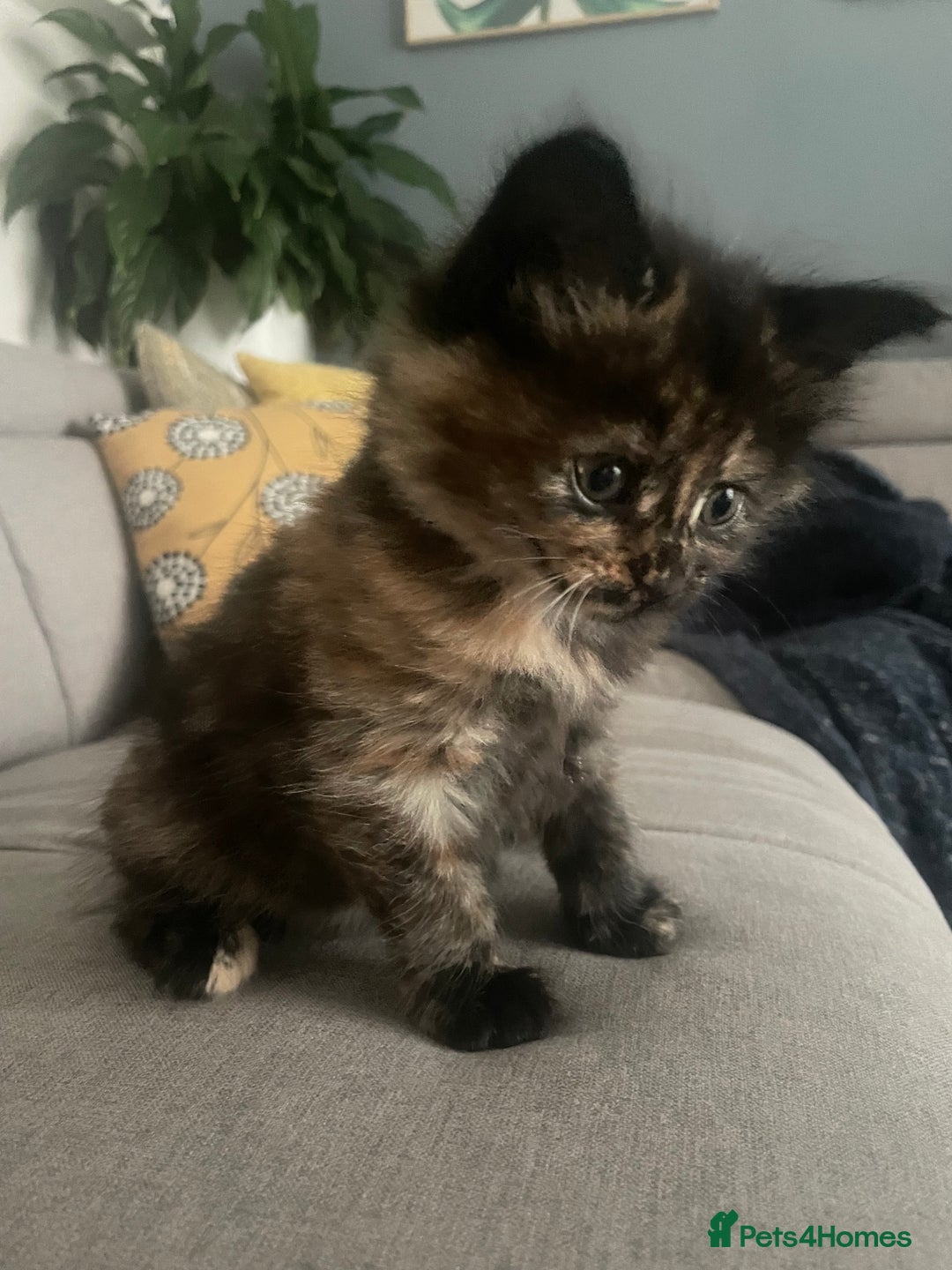 Mixed Breed cats for sale: 🐱 Gorgeous Kittens Looking for a Loving Homes 🏡 - Image 10