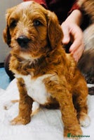 Mixed Breed dogs Irish doodle x Poodle Pointer puppies. Stunning!!! - Advert 2