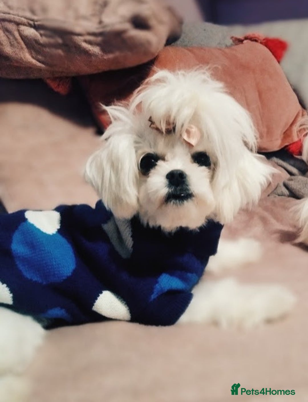 Maltipoo dogs for sale: 🌟💛🌟Precious Biscuit Princess 🌟💛🌟  - Advert 12