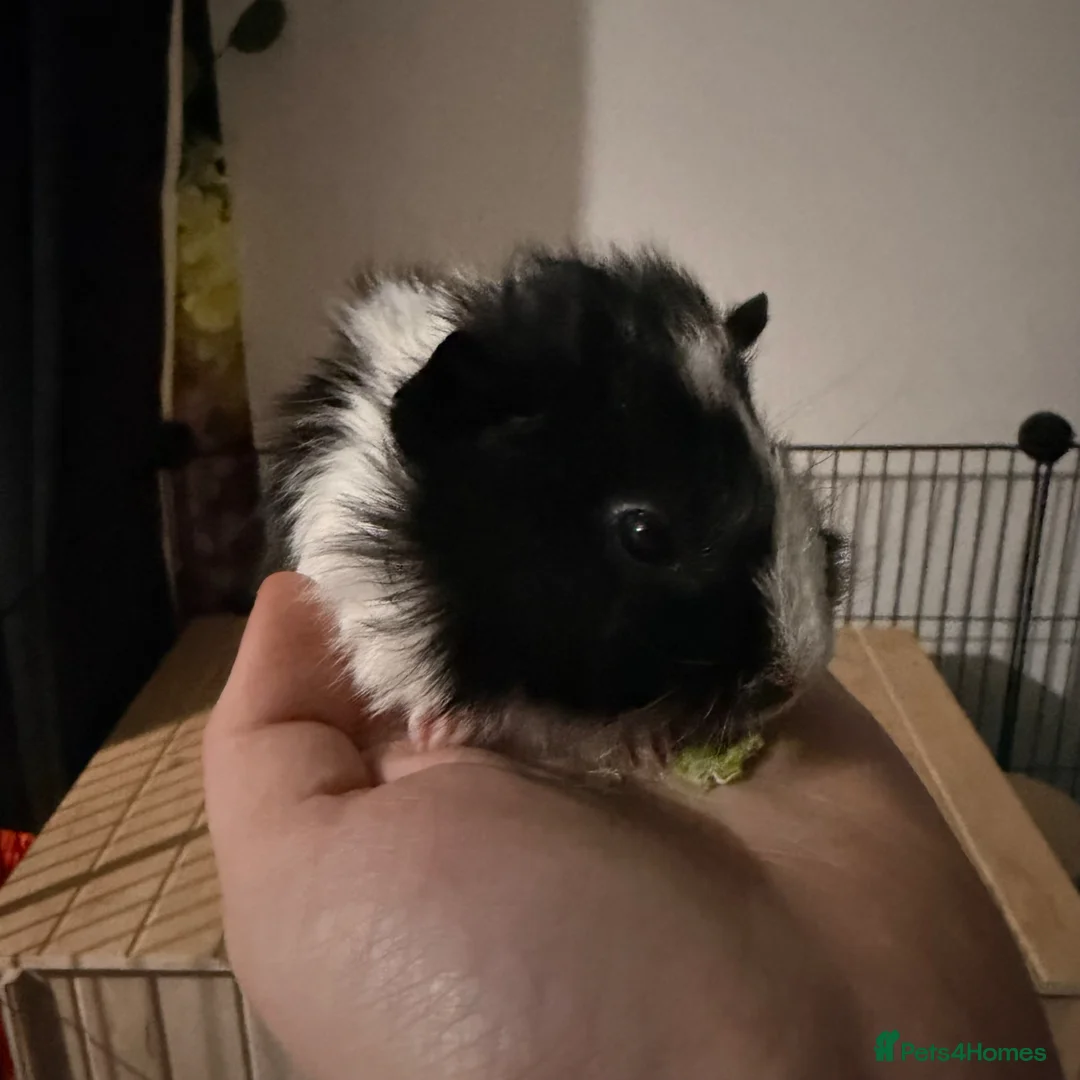 Guinea Pig rodents for sale: 3x male guinea pig babies  - Advert 2
