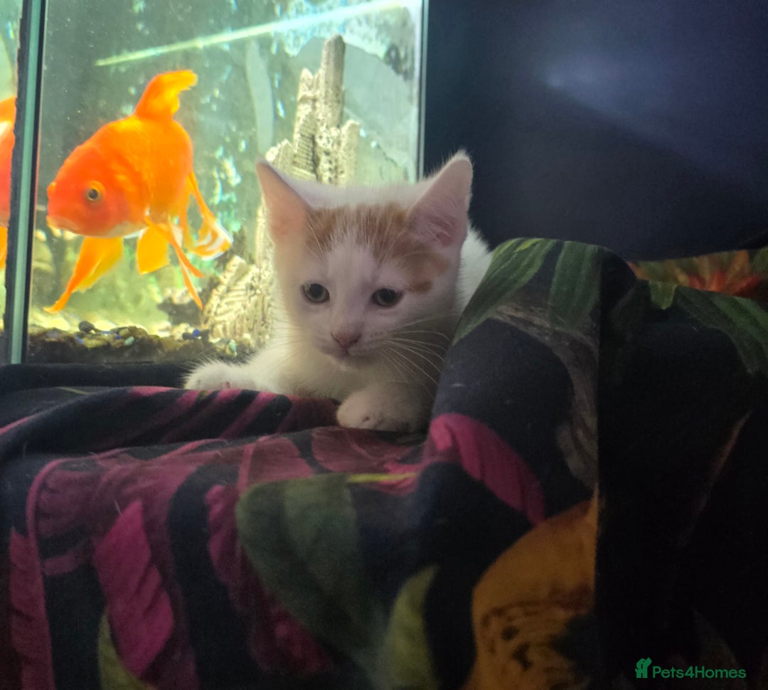 Mixed Breed cats for sale: SweetPlayfulKitten–Socialised with Dog 😻 - Image 5