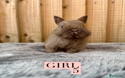Netherland Dwarf rabbits for sale: Stunning litter of pure Netherland dwarfs  - Image 7