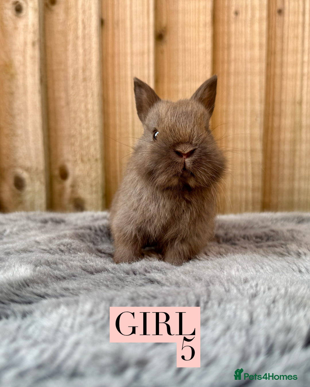 Netherland Dwarf rabbits for sale: Stunning litter of pure Netherland dwarfs  - Image 7