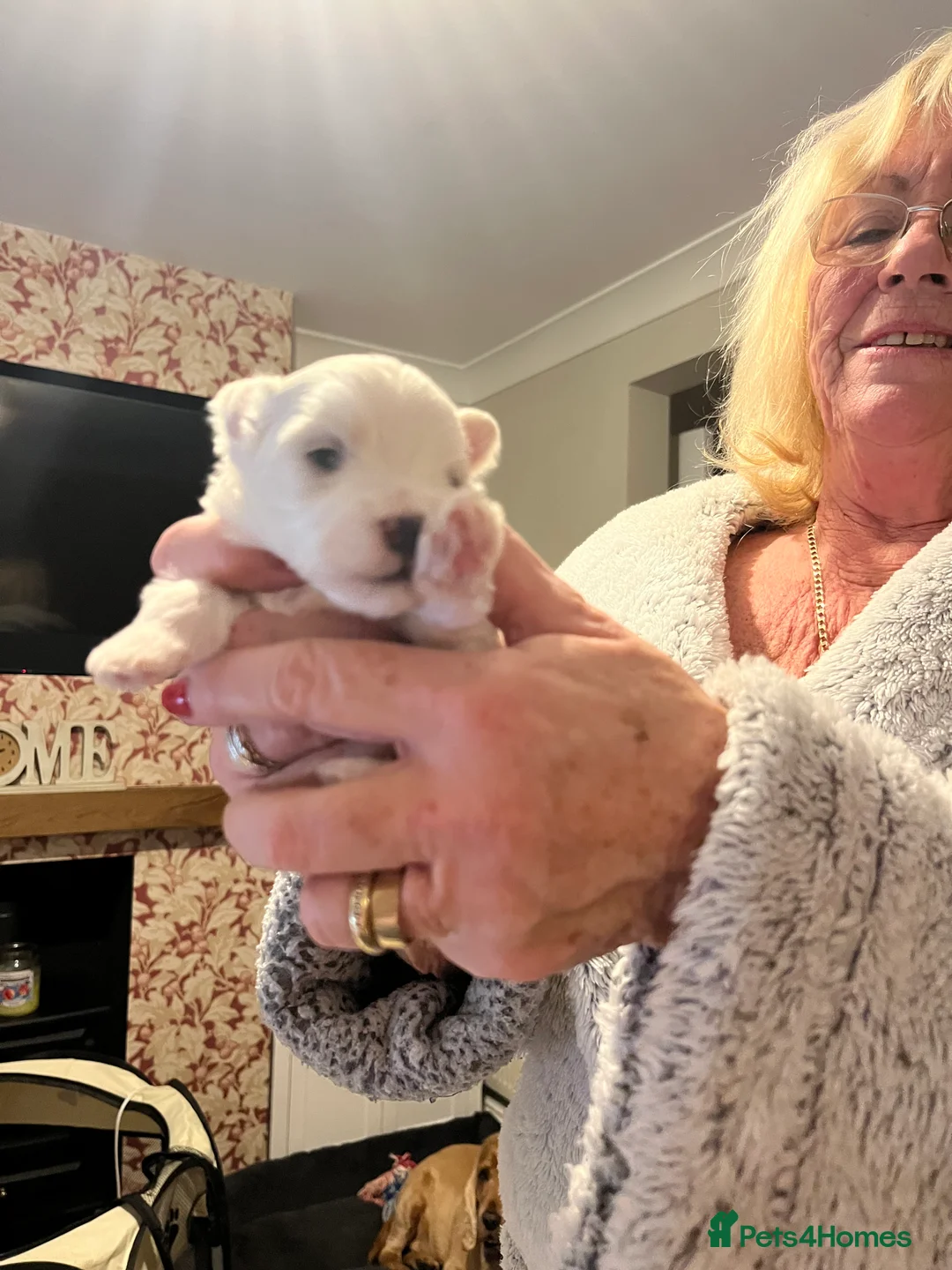 Maltese dogs for sale: Maltese babies - Advert 23