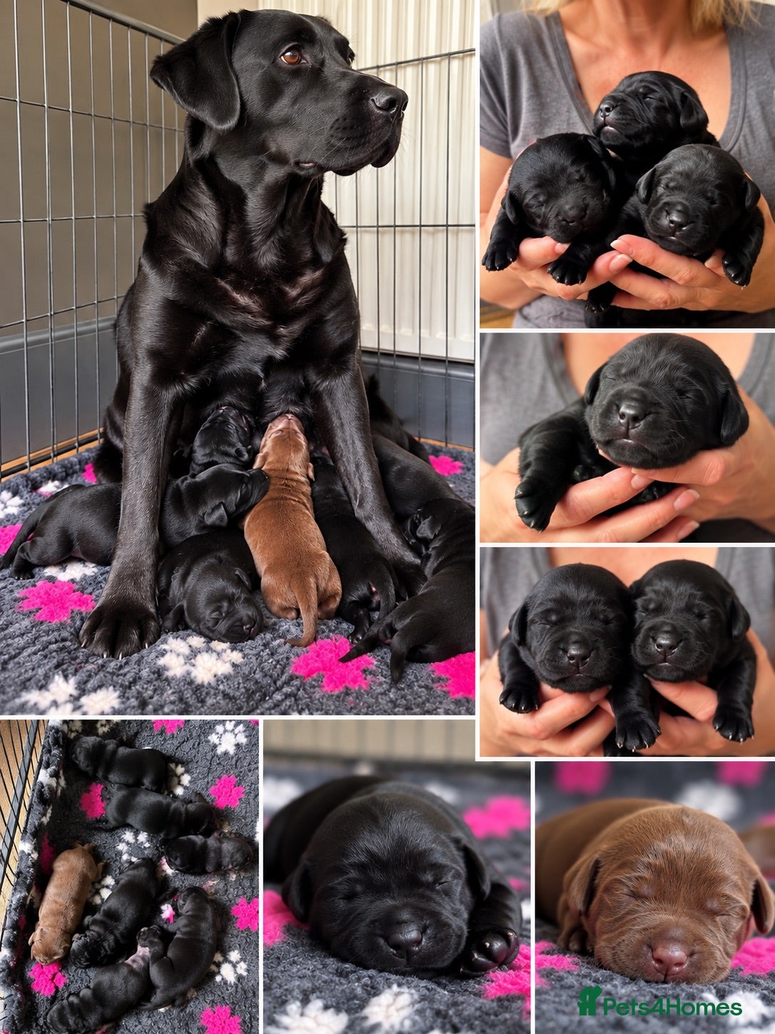 Labrador Retriever dogs KC Registered Labrador Puppies -Drakeshead Lines  - Advert 1