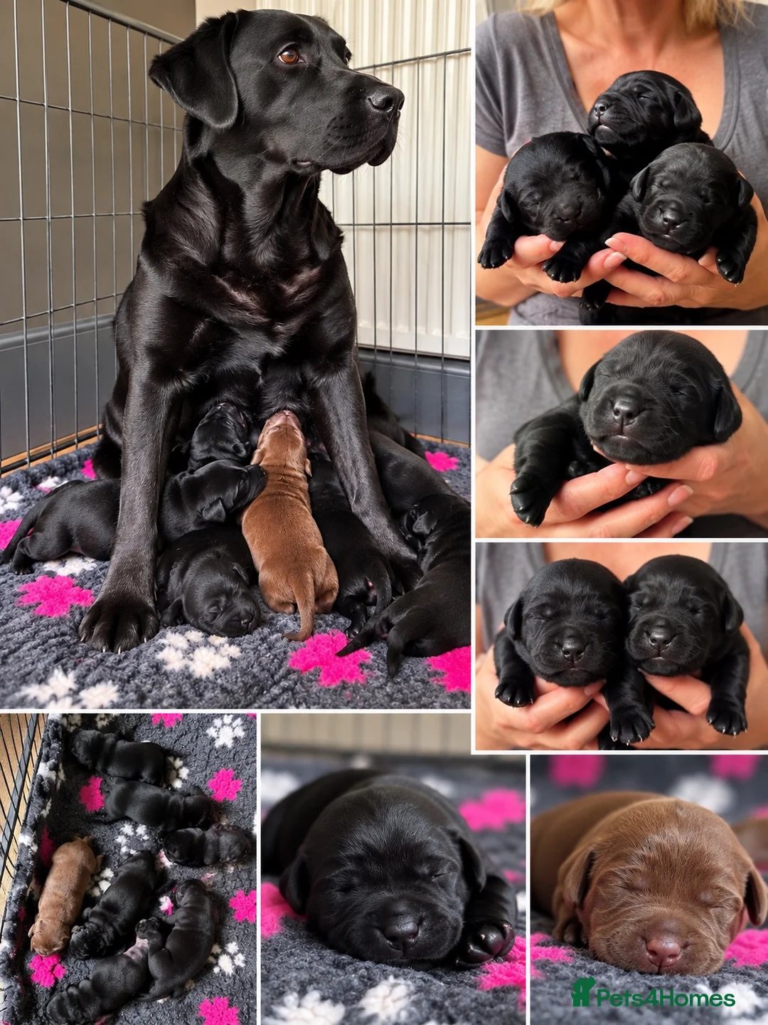 Labrador Retriever dogs for sale: KC Registered Labrador Puppies -Drakeshead Lines  in Llandeilo - Advert 1