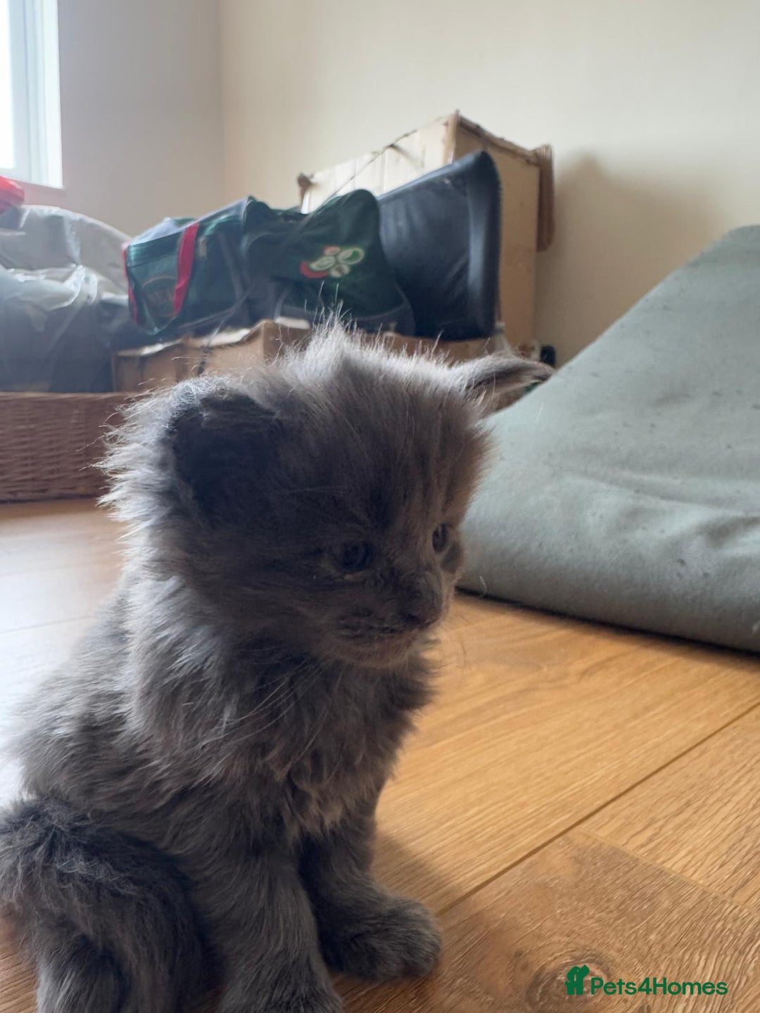 Maine Coon cats for sale: ✨Stunning Maine Coon Kittens✨ - Image 11