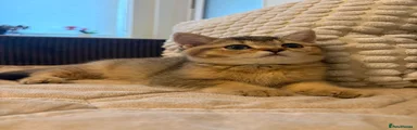 British Shorthair 3