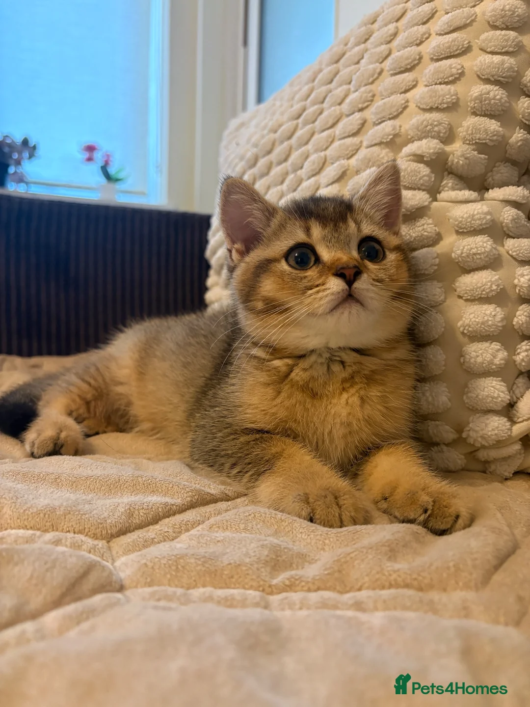 British Shorthair cats for sale: Black Golden Shaded BSH - Advert 2