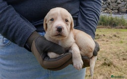 Cockerdor dogs for sale: Gorgeous cockador Puppies - Image 11