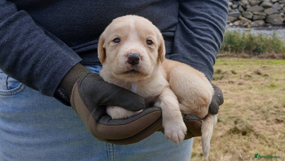 Cockerdor dogs for sale: Gorgeous cockador Puppies - Image 11