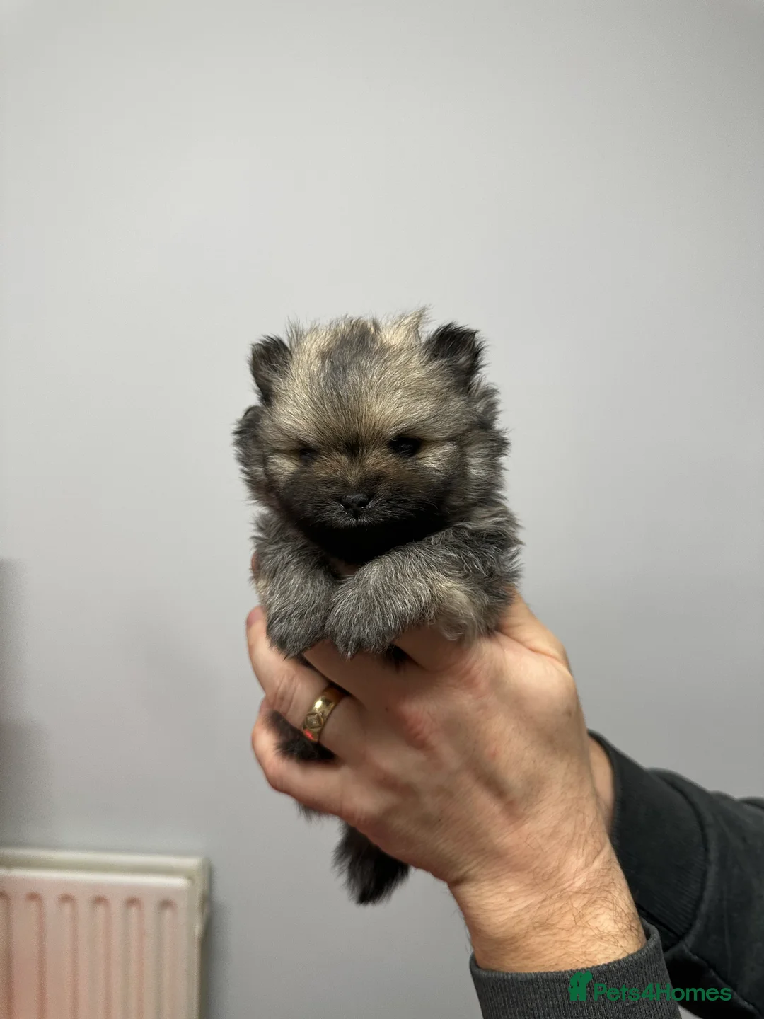 Pomeranian dogs for sale: GORGEOUS POMERANIAN PUPPIES!! 🐶🐶🐶 - Advert 29