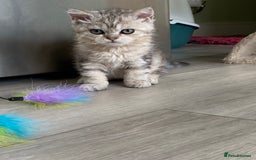 Selkirk Rex cats for sale: Beautiful selkirkrex babies - Image 2