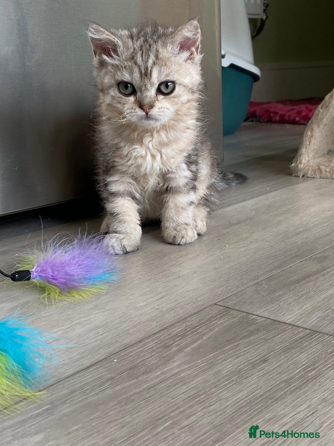 Selkirk Rex cats for sale: Beautiful selkirkrex babies - Image 2