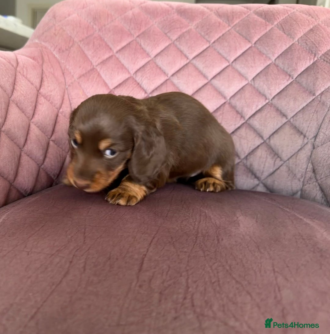 Miniature Dachshund dogs for sale: Long haired miniature dachshund pups - Advert 13