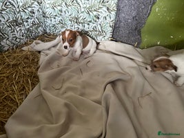 Jack Russell dogs - Advert 3