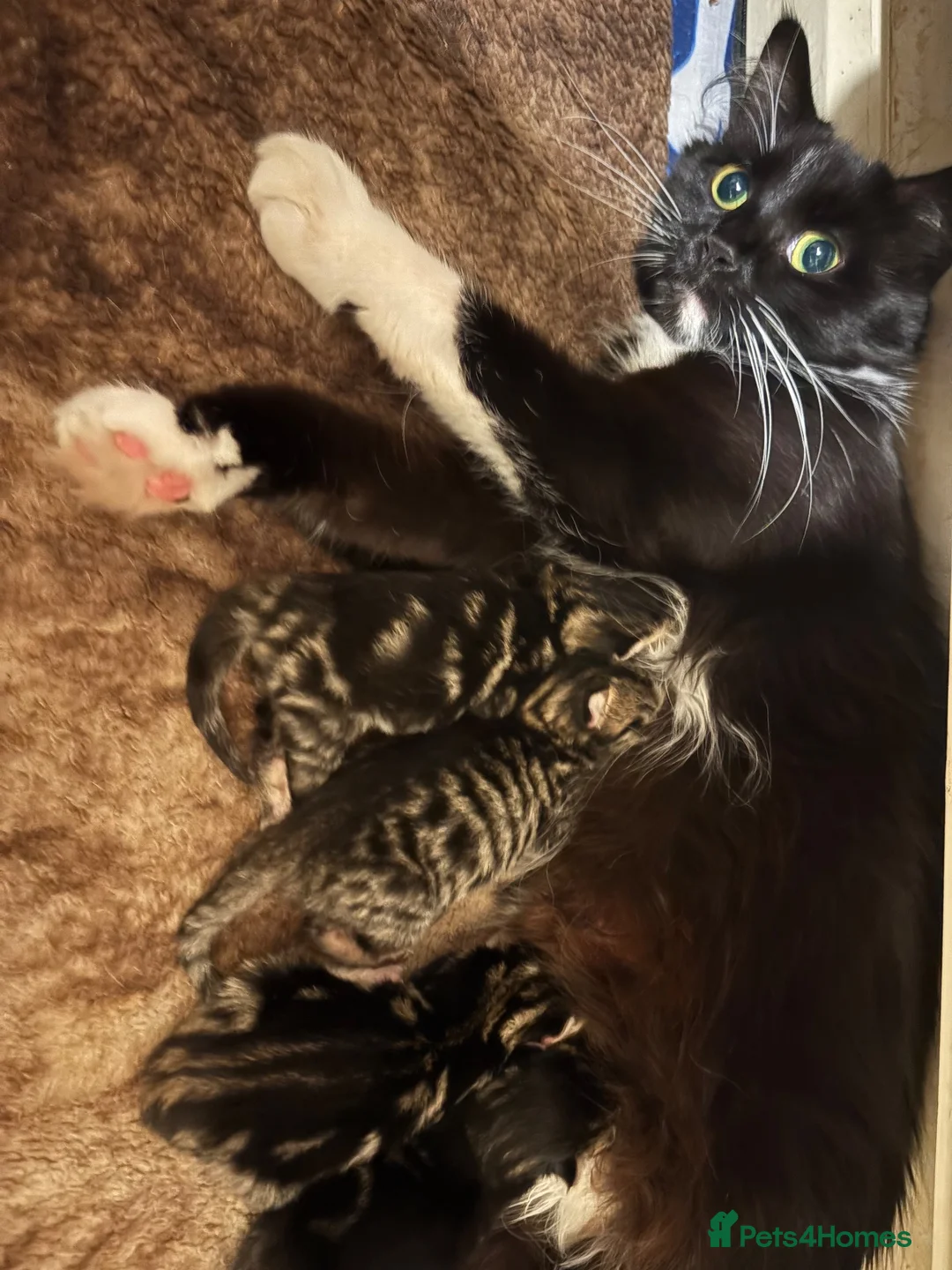 Mixed Breed cats for sale: 3 beautiful kittens  - Advert 1