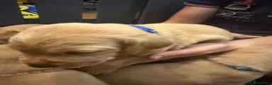 Labrador Retriever 3