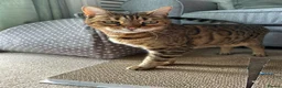 Bengal cats for adoption: Beautiful Leo looking for home - Advert 5