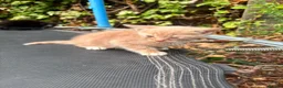 Mixed Breed cats for sale: 3 nice kittens for sale - Advert 7