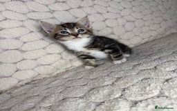 Mixed Breed cats for sale: 7 little kittens - Image 4