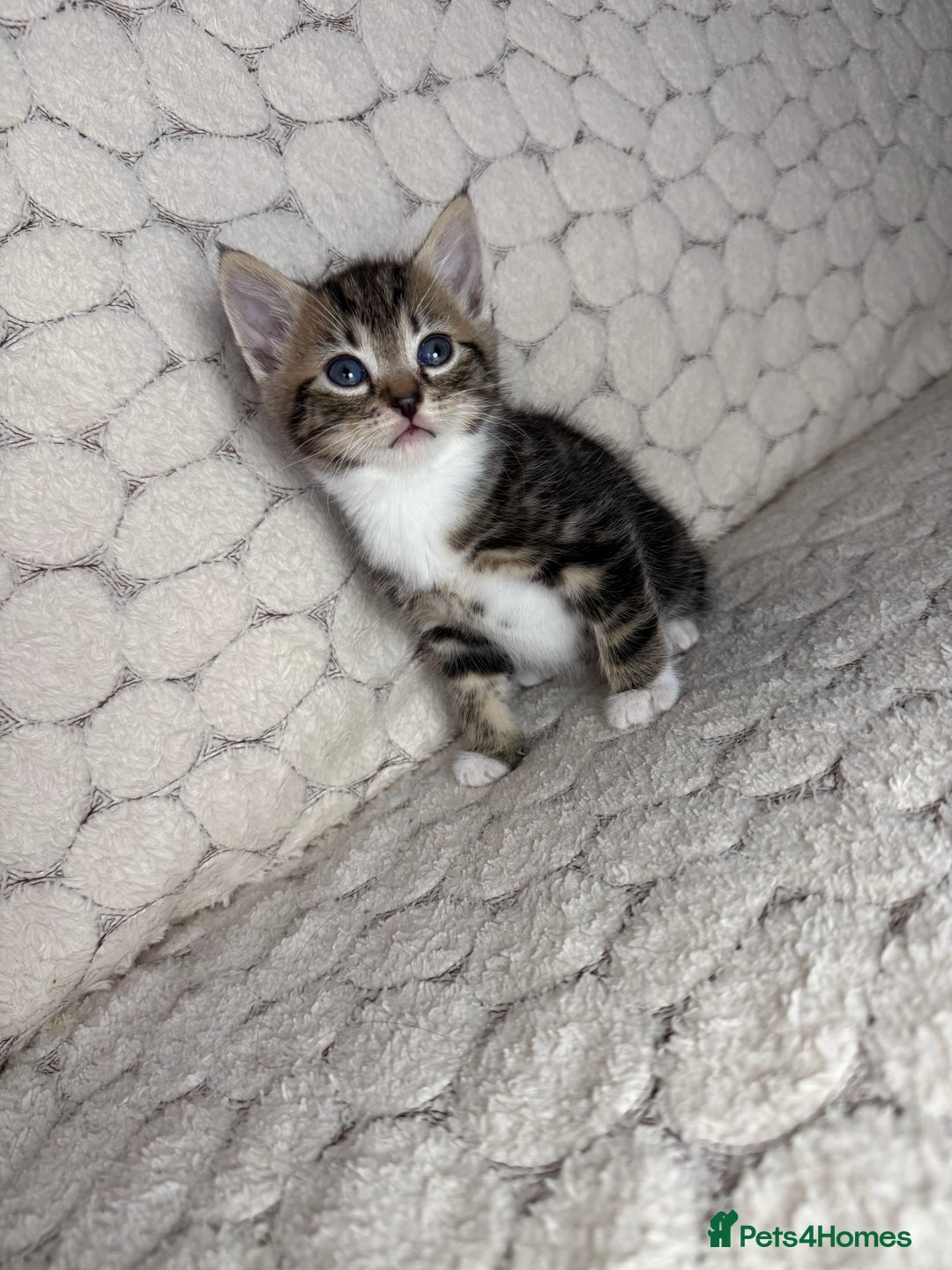 Mixed Breed cats for sale: 7 little kittens - Image 4