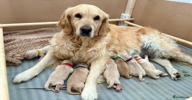 Golden Retriever dogs in St. Neots - Advert 6