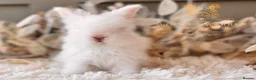 Angora rabbits for sale: BEAUTIFUL LITTER OF ANGORAS - Advert 2