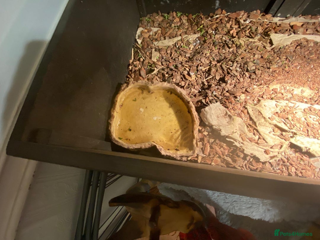 Tortoise reptiles for sale: Pair of Male Horsefield Tortoises with full set up - Advert 8