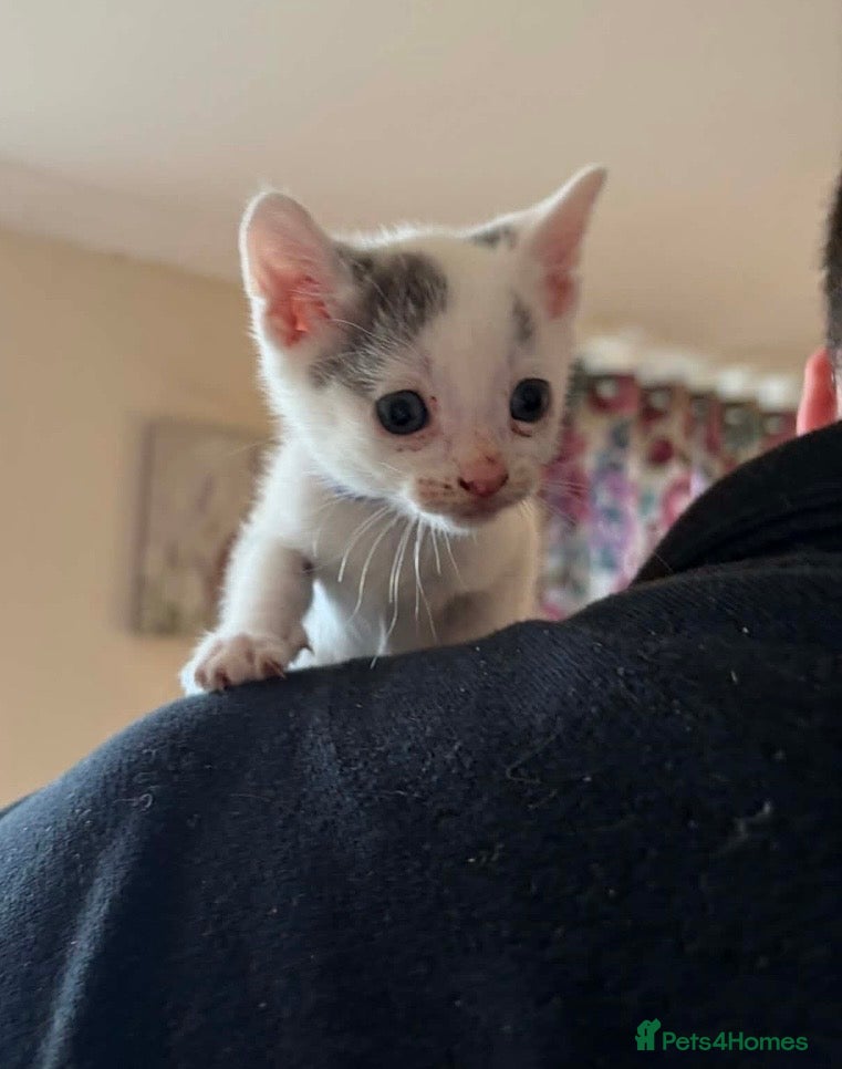 Mixed Breed cats Kittens for sale  - Advert 16