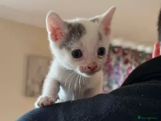 Mixed Breed cats Kittens for sale - Advert 16