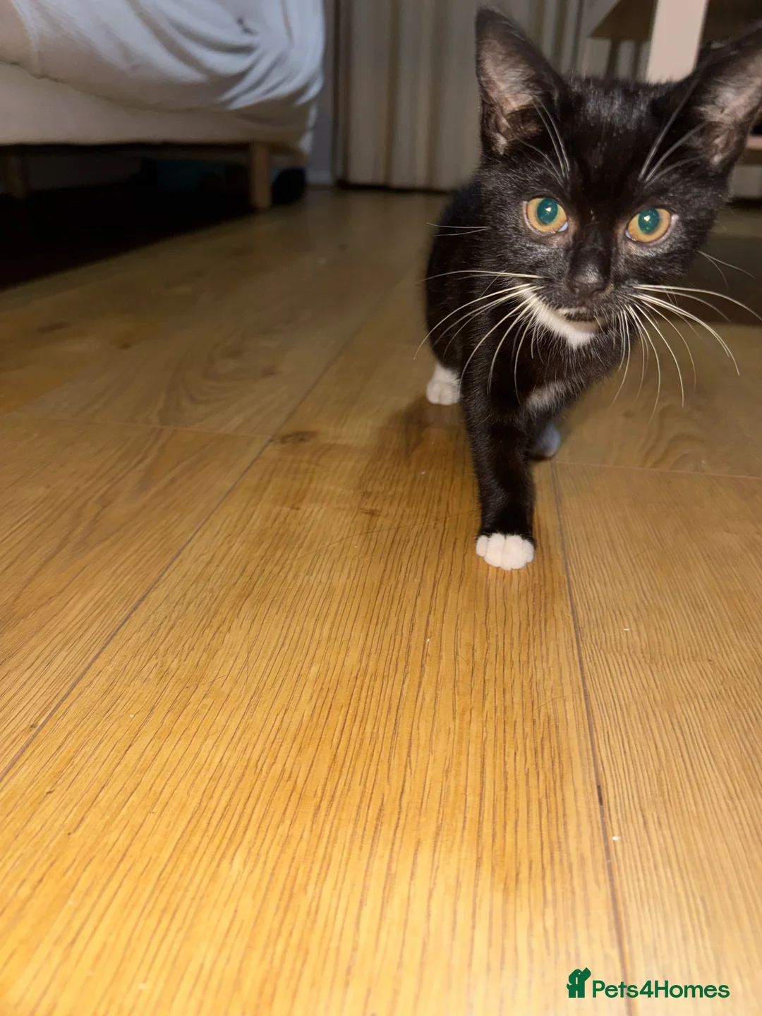 British Shorthair cats for sale: Kittens with mittens  - Advert 5