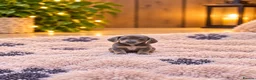 Miniature Dachshund dogs for sale: Happy and healthy miniature dachshund puppies  in Hull - Advert 8